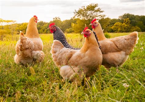 Genetically Modified Chickens Can Help Create Cancer Therapies Earth