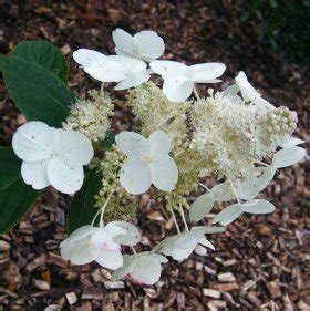 Hydrangea Paniculata Floribunda At Loder Plants RH13