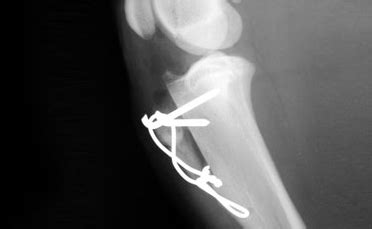 Canine Luxating Patella: Surgical Options for Patellar Luxation in Dogs