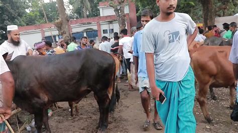 বাংলাদেশের সবচেয়ে বড় গরু ঈদ ধামাকা গরুর কালেকশন ২০২৩new Bangla