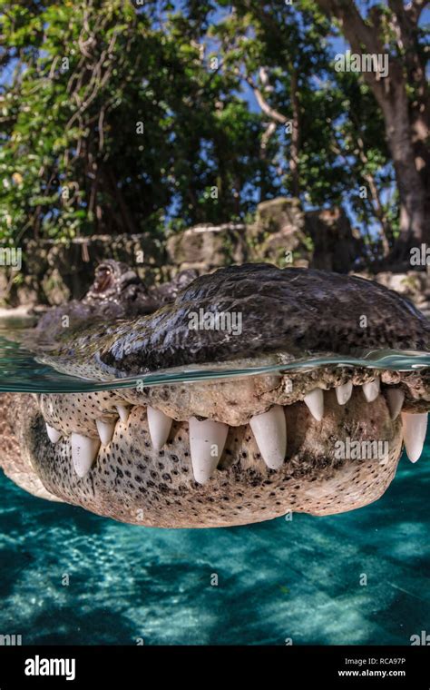 American alligator teeth hi-res stock photography and images - Alamy