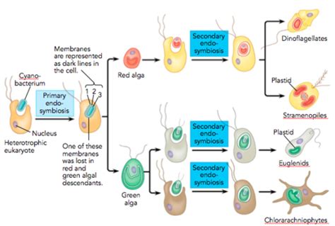 Ch 27 And 28 Bacteria And Archaea And Protists Flashcards Quizlet