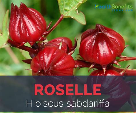 Roselle Facts And Health Benefits Health Benefits