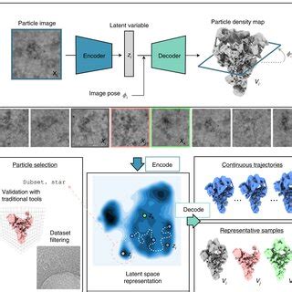 The Cryodrgn Method For Heterogeneous Single Particle Cryo Em