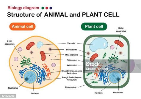 diagram biologi menunjukkan struktur sel hewan  tumbuhan ilustrasi