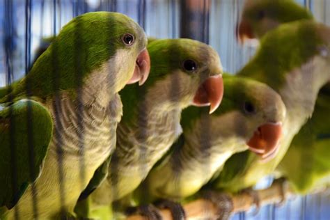 wanted    quaker parrot colors world parrot