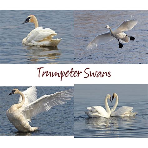 Trumpeter Swan Size