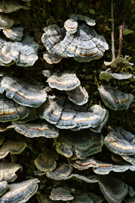 Matsutake Mushroom Health Benefits Health Benefited