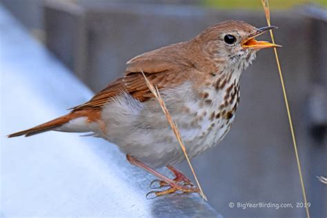 Thrushes (18) - Big Year Birding