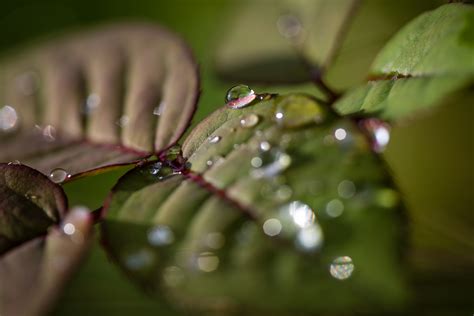 Wallpaper Water Nature Rain Green Dew Virginia Art Leaf Drop