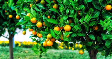 Citrus Fruit Farming In Kenya What You Should Know Oxfarm