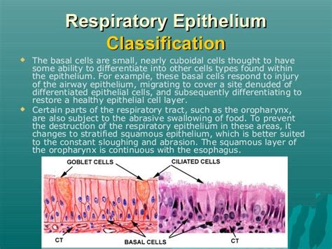 Respiratory epithelium