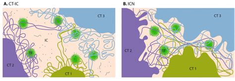 What are chromosomes and chromosome territories? - Mechanobiology ...
