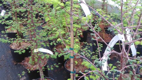 Area Happenings: Plant Discovery Day is only two weeks away in Wooster