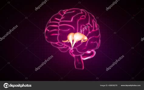 Human Brain Anatomy Illustration Stock Photo Sciencepics