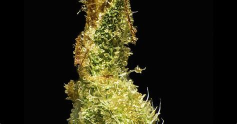 Cannabis Bud Focus Stacked Panorama Taken At 40x Magnification With My Microscope 3000px