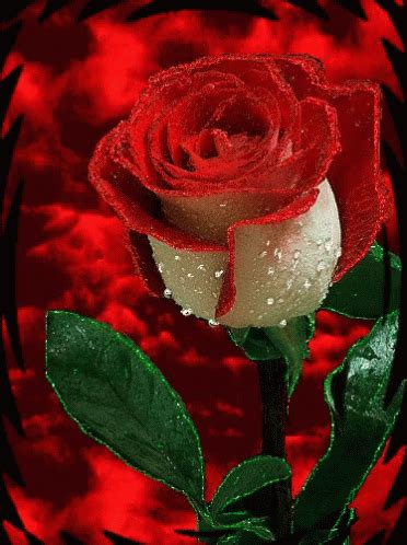 Red Rose Love GIF - RedRose Love Rose - Discover & Share GIFs