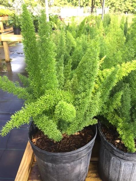 Foxtail Fern | Liberty Landscape Supply