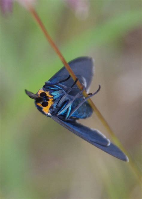 Virginia Ctenuchid Moth Ctenucha Virginica K C Flickr