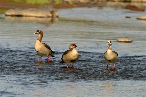 African Waterbirds - Nature & Wildlife Photography