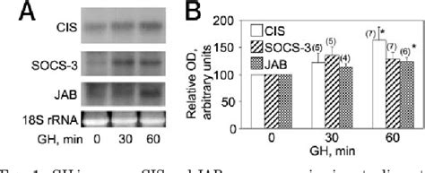 Figure 1 From Interaction Of The Growth Hormone Receptor With Cytokine