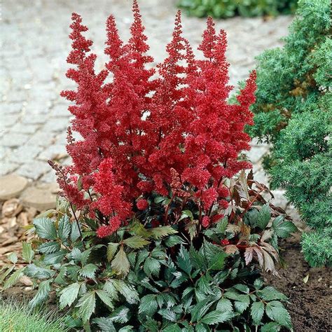 Astilbe X Arendsii Fanal White Flower Farm