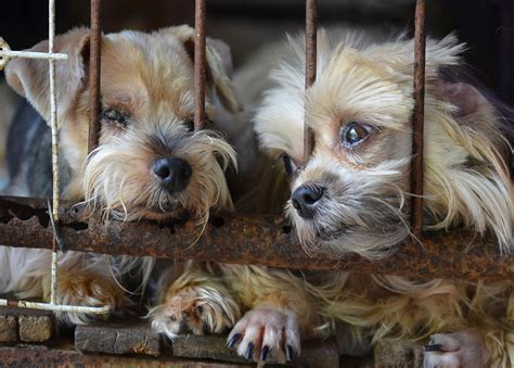 Are Puppy Mills Banned