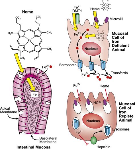 The Intestinal Heme Transporter Revealed Cell