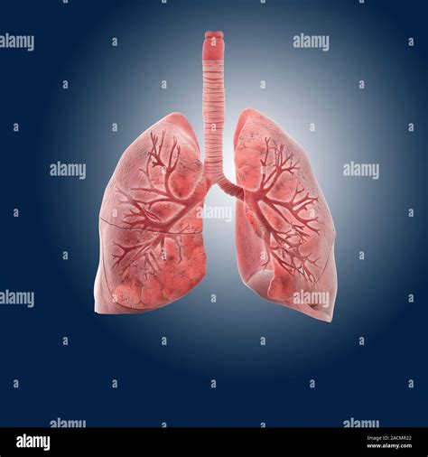 Los Pulmones El Equipo De Ilustraciones En La Parte Superior Se