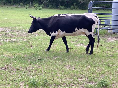 Oreo Florida First Cattle