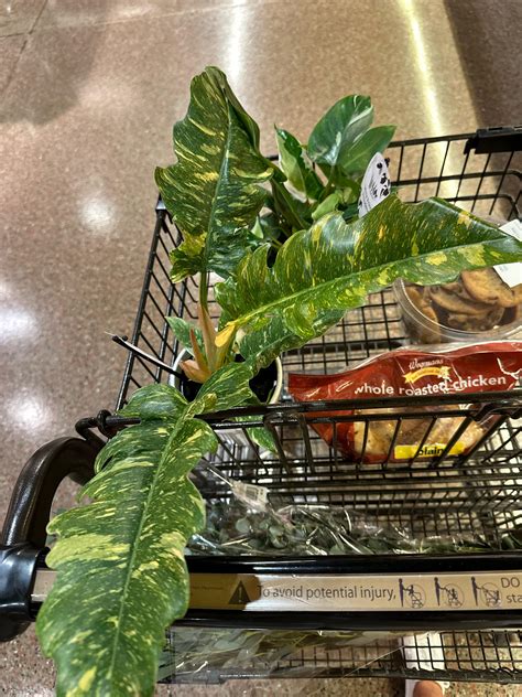Wegmans dick road Depew NY : r/plantwatch