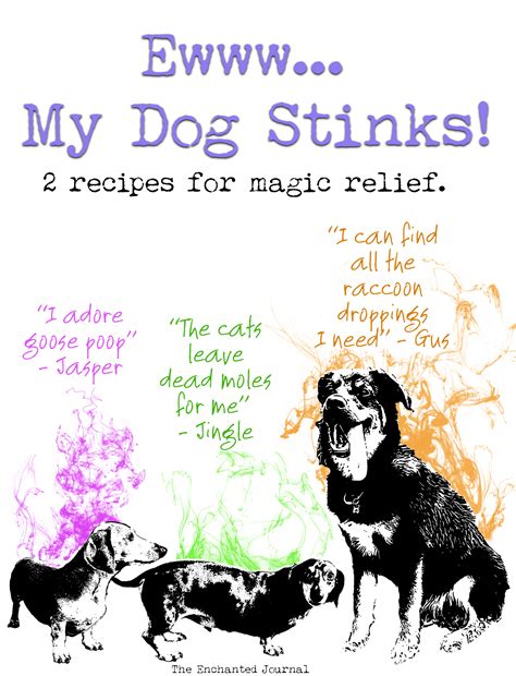 Ewww... My Dog Stinks - 2 Recipes for Magic Relief. | The Enchanted Journal