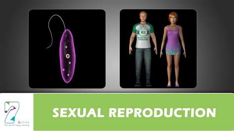 Sexual Reproduction Youtube