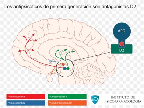 Brain Dopaminergic Pathways Mesocortical Pathway Nigrostriatal Pathway, PNG, 1024x768px ...