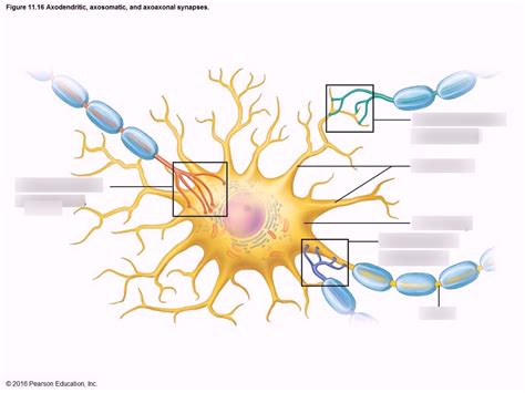 Aodendric Axosomatic Axoaxonal Synapses Diagram Quizlet