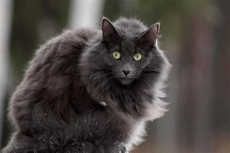 Black Norwegian Forest Cat: Facts, Genetics, Pictures & More