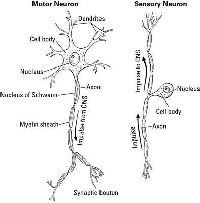 Blank Neuron Diagram