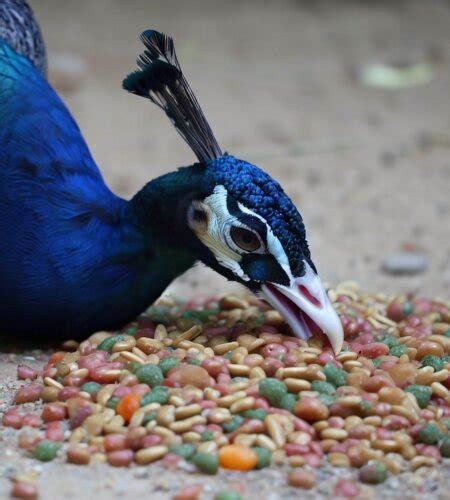 Unlocking the Peacock Diet: What These Vibrant Birds Eat