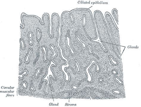 The Uterus Human Anatomy