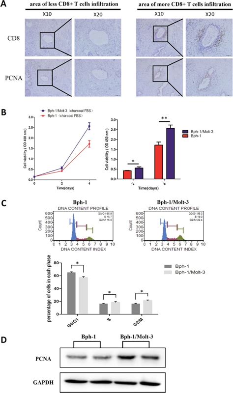 Cd8 T Cells Promote Proliferation Of Benign Prostatic Hyperplasia Epithelial Cells Under Low