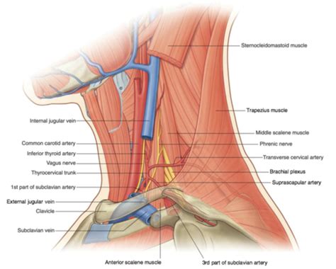 Posterior Triangle Of The Neck Flashcards Quizlet