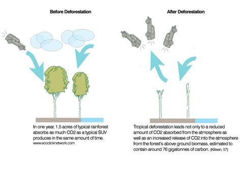 Deforestation Soil Erosion Diagram