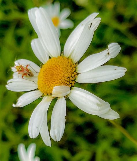 Lygus Bug On Oxeye Daisy Linda Battle Flickr