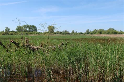 Central Reedbed Area Fowlmere Rspb Hugh Venables Cc By Sa