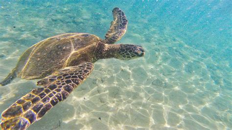 Snorkeling in Kapalua: The Ultimate Guide