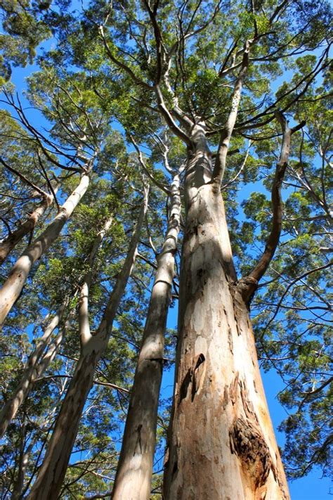 Karri Trees, Western Australia | Australian trees, Australian ...
