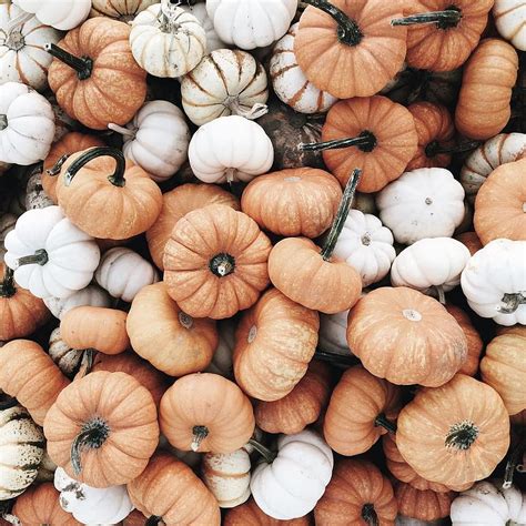 Aesthetic Pumpkin Vsco Halloween Hd Phone Wallpaper Pxfuel