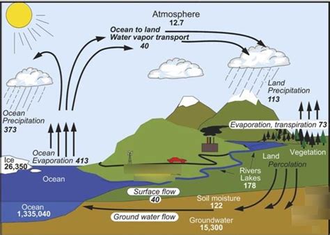 hydrological cycle Diagram | Quizlet