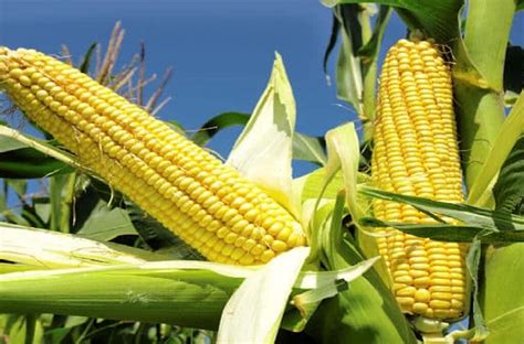 Maize: maize farming, maize health benefits, and sweet corn ...