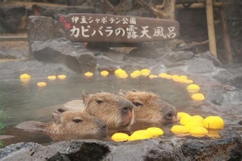 水豚家族泡露天柚子溫泉 瞇瞇眼只露出頭太舒服了 Ettoday 旅遊雲 Ettoday旅遊新聞寵物動物